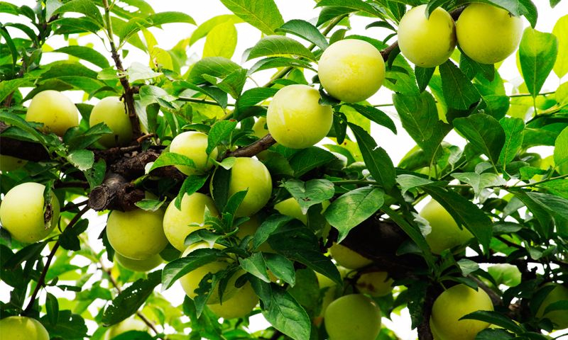 爱体育APP案例展示六